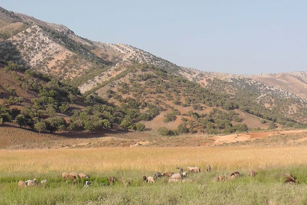 濃紺のギャッベ