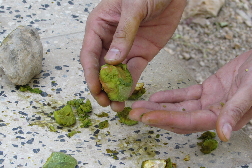 胡桃の実で染まる色