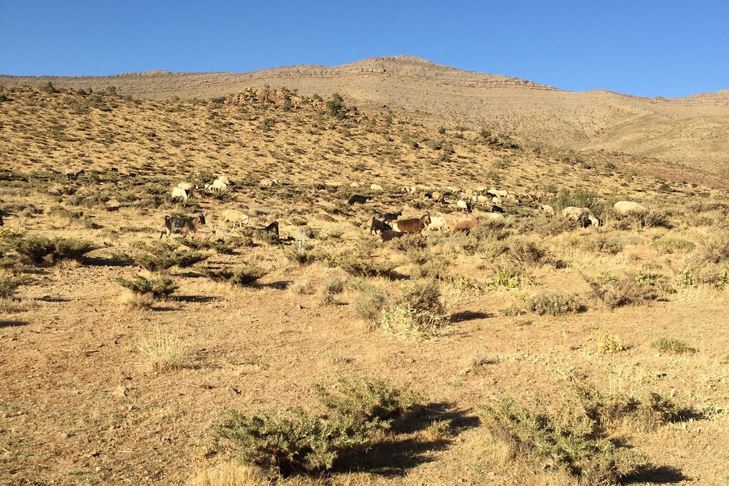 ギャッベ(ギャべ)の故郷 27