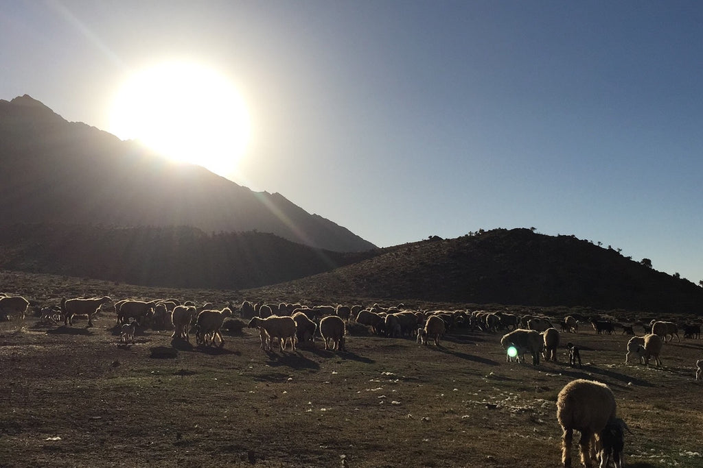 ギャッベ(ギャべ)の故郷 28