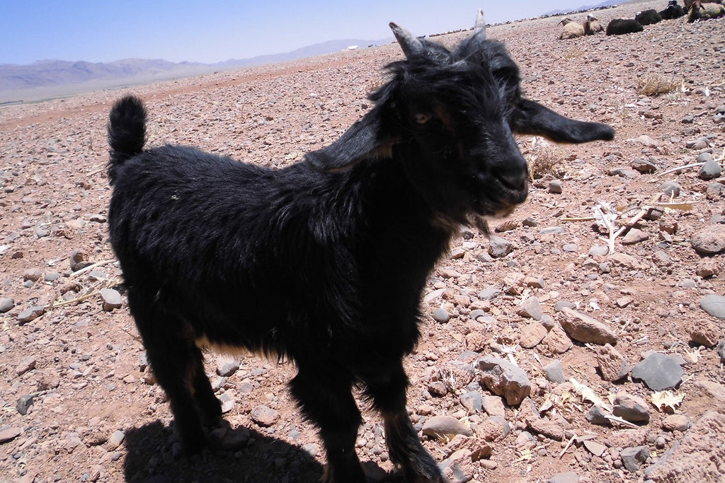 ギャッベ(ギャべ)の故郷 29