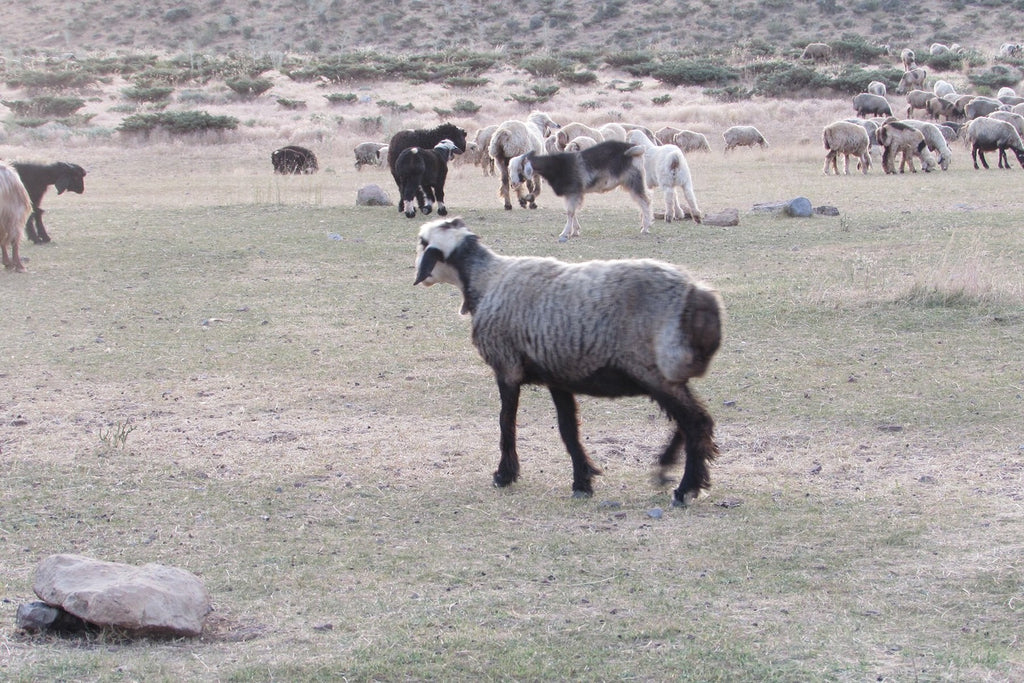 ギャッベ(ギャべ)の故郷 30