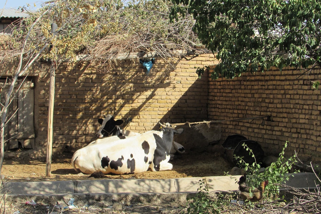 ギャッベ(ギャべ)の故郷 31