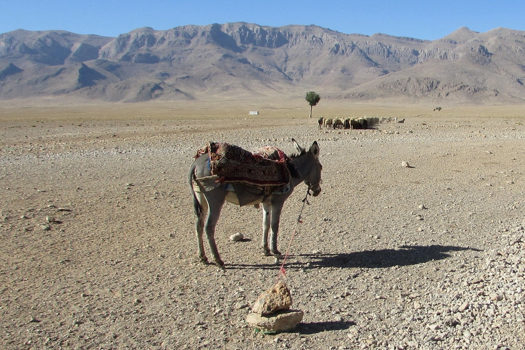 ギャッベ(ギャべ)の故郷 32