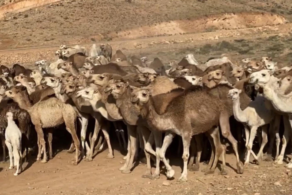 いろんなラクダ